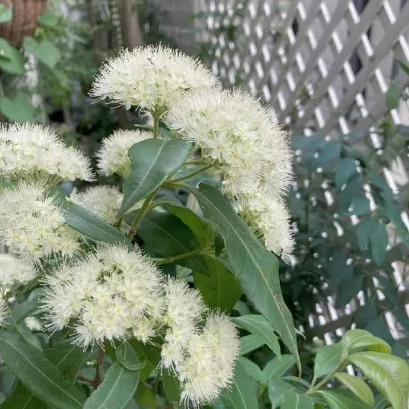 Citrom mirtusz, Backhousia citriodora, fűszernövény, fűszer